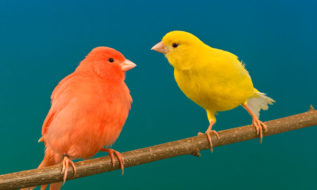 Canario rojo y canario amarillo