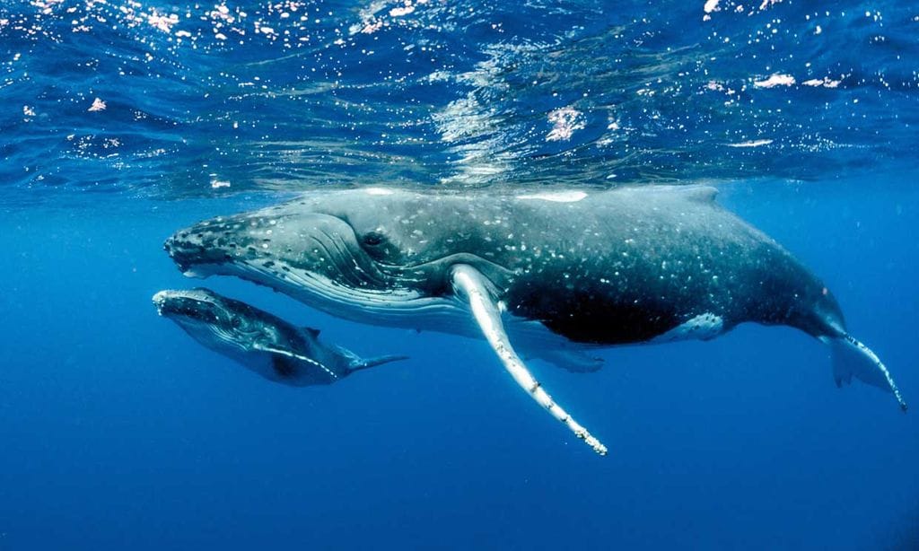 En peligro de extinción: La fauna del mundo se ha reducido un 68% en los últimos 50 años