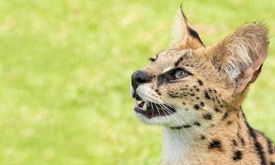 Serval, el gato salvaje que podría hacerse pasar por una 'pantera'