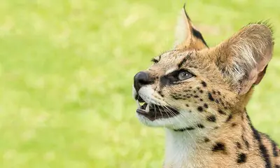 Serval, el gato salvaje que podría hacerse pasar por una 'pantera'