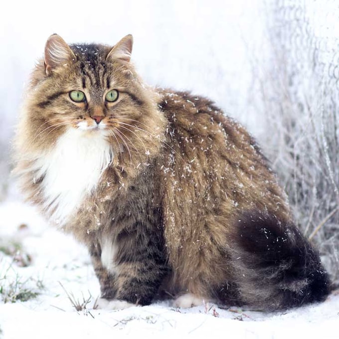 El gato siberiano, un felino que desprende la belleza de un gato salvaje en miniatura