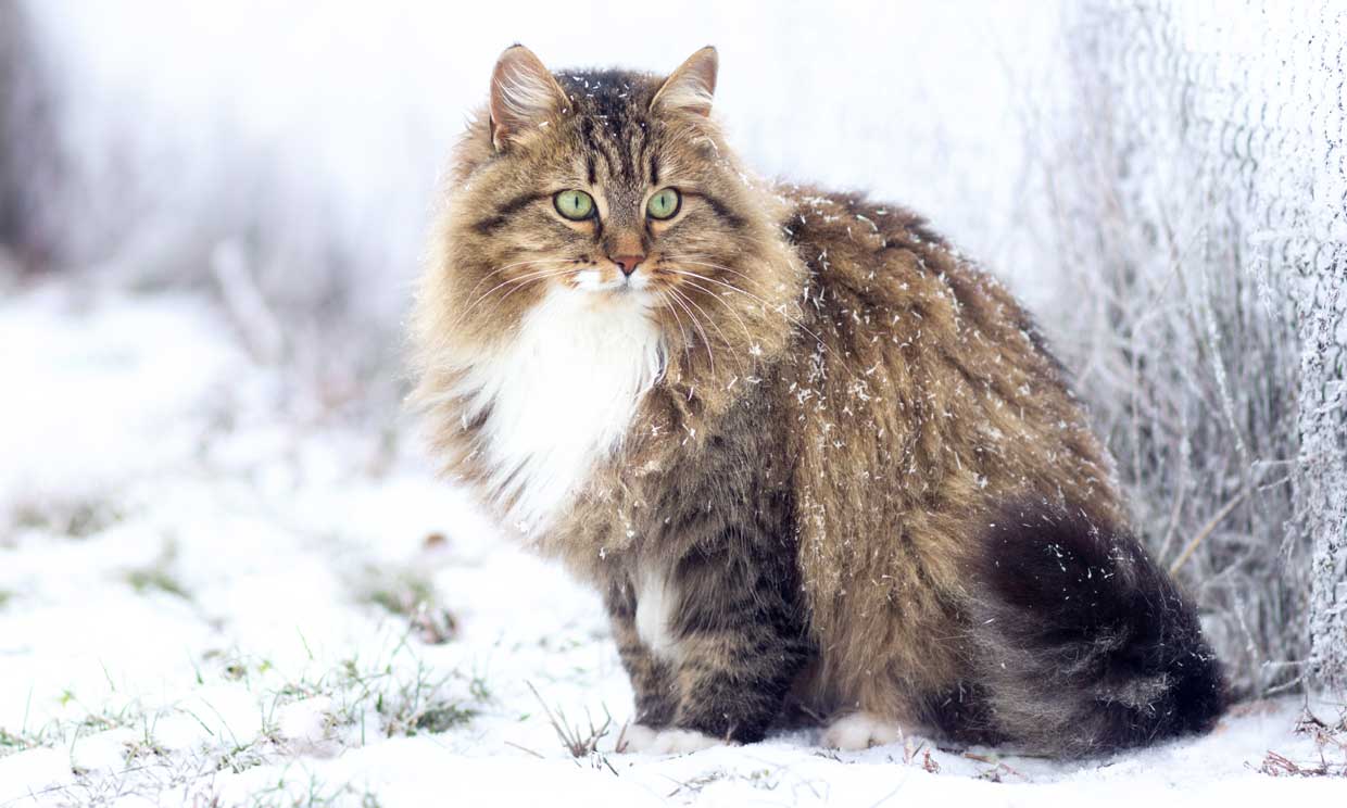 Gato siberiano: características y cuidados de un felino con una belleza 'salvaje'