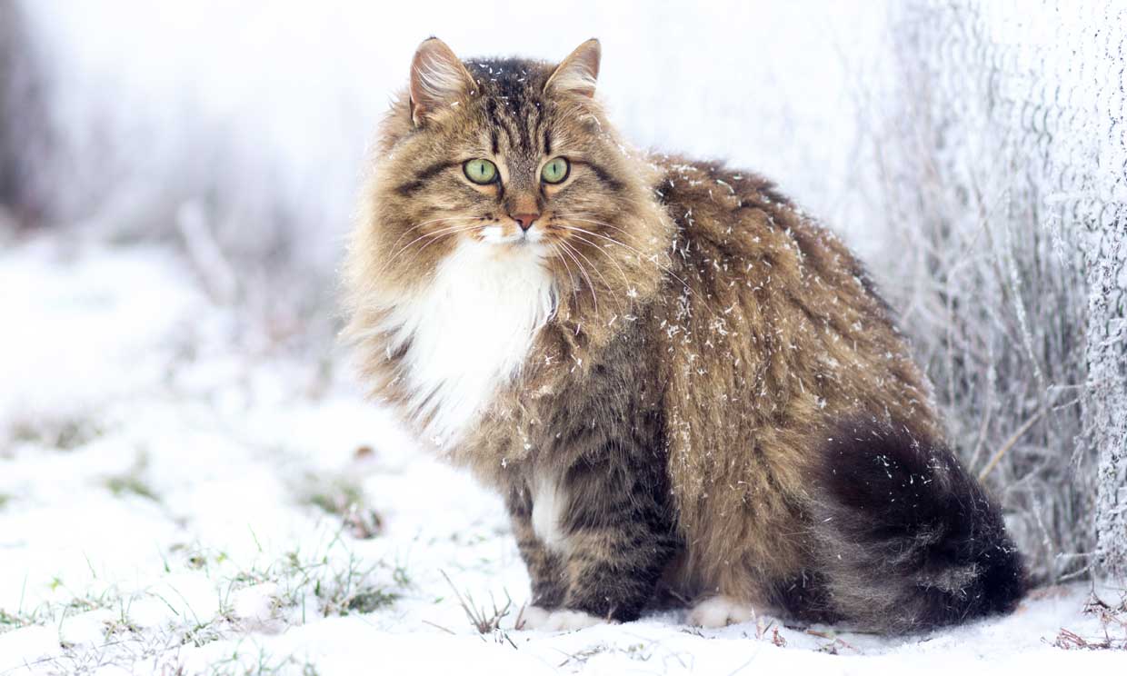 El gato siberiano, un felino que desprende la belleza de un gato salvaje en miniatura