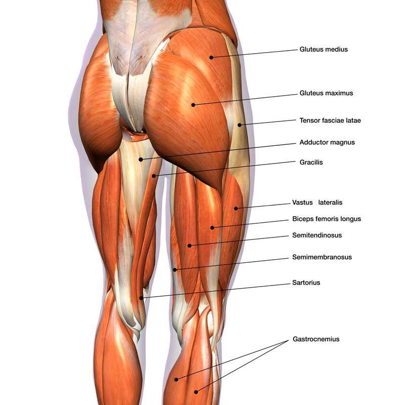Sintético 92+ Foto Que Son Los Glúteos Del Cuerpo Humano Cena Hermosa 10/2023 Sintético 92+ Foto Que Son Los Glúteos Del Cuerpo Humano Cena Hermosa 10/2023