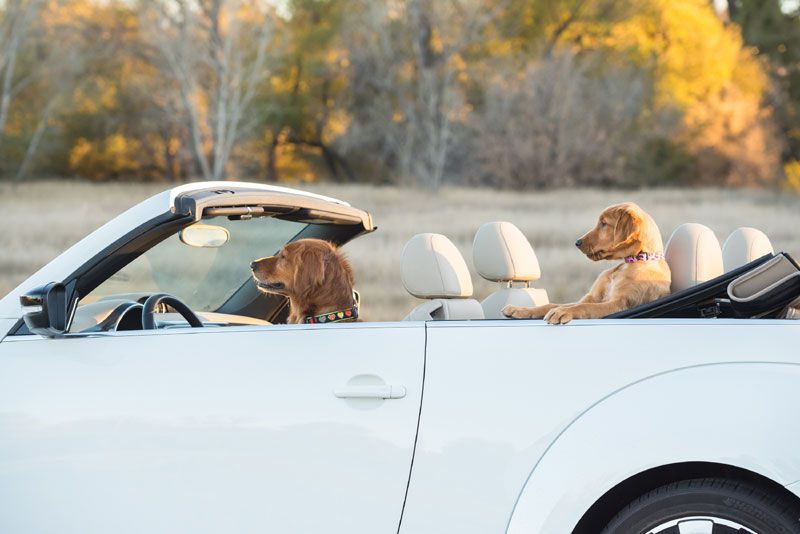 Perros, gatos, caballos riendo... imágenes de mascotas para partirse de risa