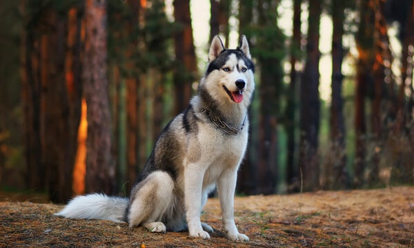 Perro husky siberiano, una raza de perro parecida al lobo, inteligente y fiel - Foto 1