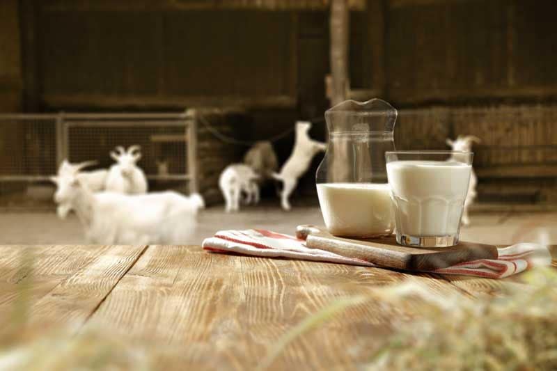 Diferencias Entre Leche De Vaca Cabra Y Oveja En qué se diferencian las leches de cabra, vaca y oveja - Foto 1