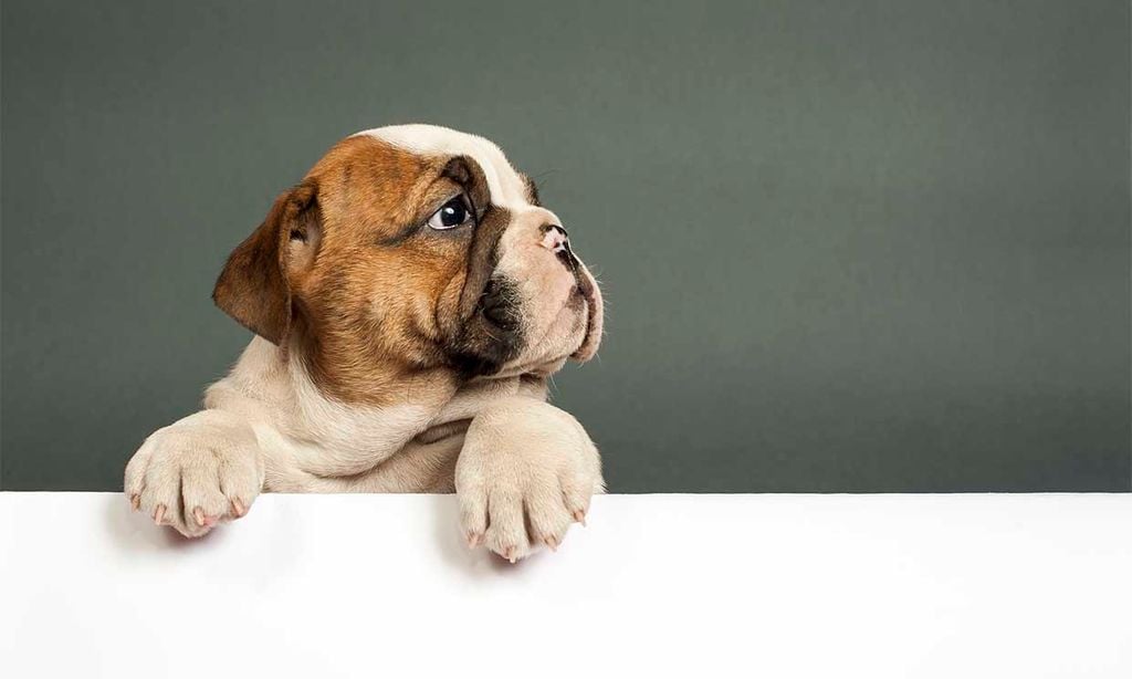 ¿Te dan pánico los perros?