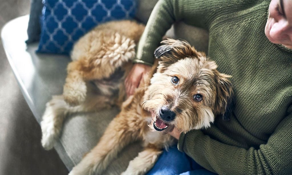 Cuidado con tu mascota, ella también se resfría