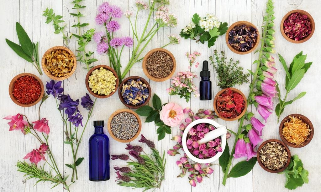 Plantas medicinales: cómo sacarles partido siguiendo estos consejos