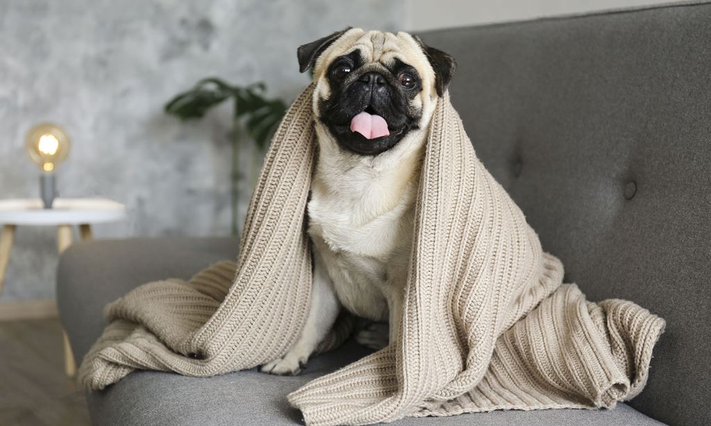 ¿Cómo proteger a nuestro perro de la ola de frío y pasear sin riesgos?