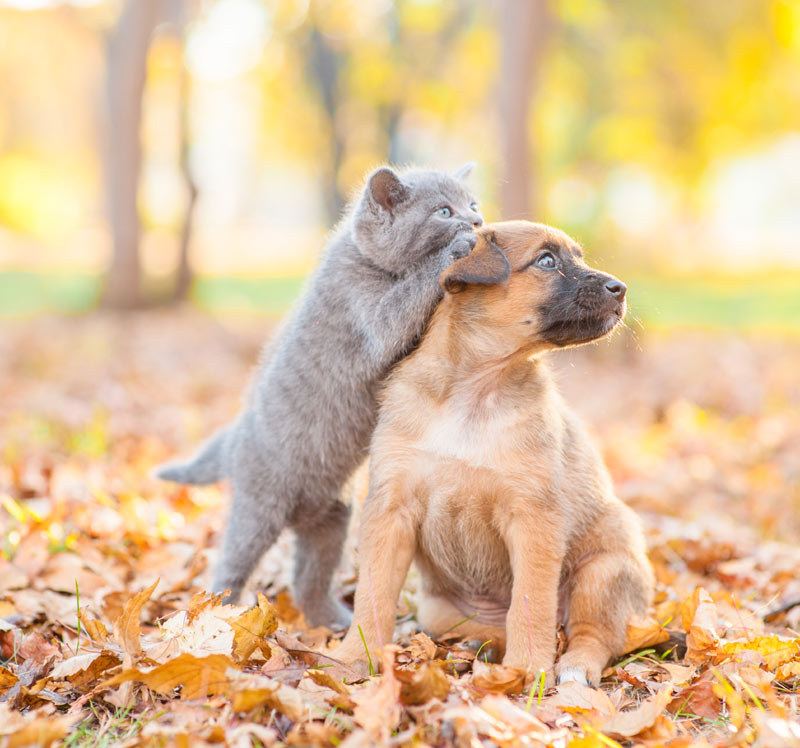 gato y perro jugando