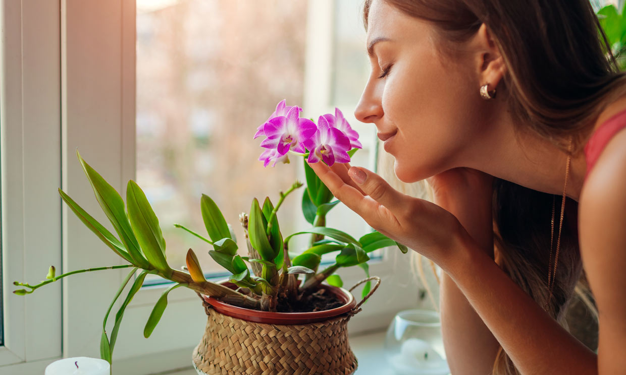 El poder de las flores para aliviar el estrés, la ansiedad y la tristeza