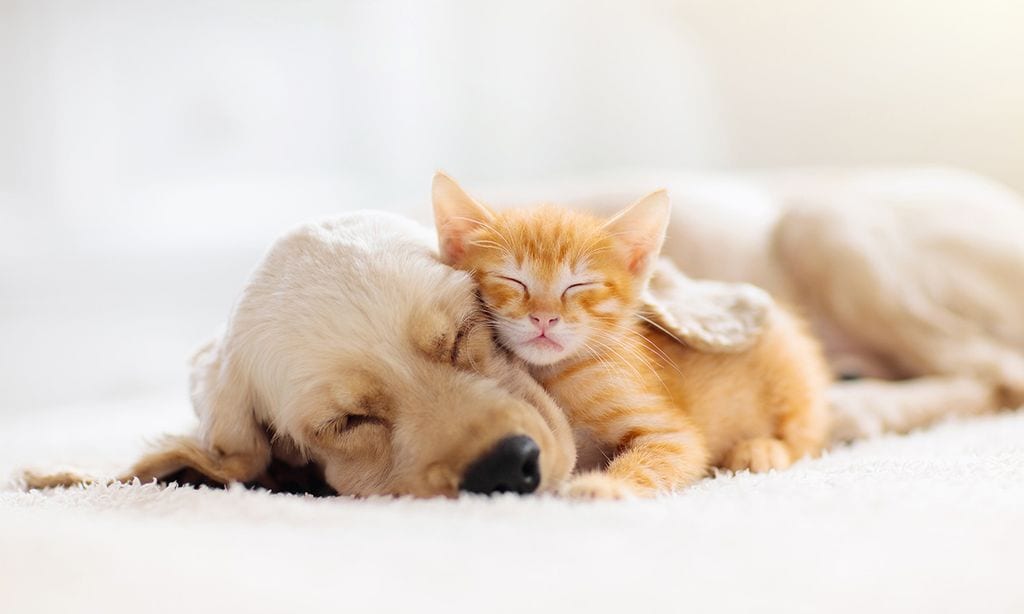 ¿Eres de perros o de gatos? Descubre cuál es la mascota que mejor encaja contigo