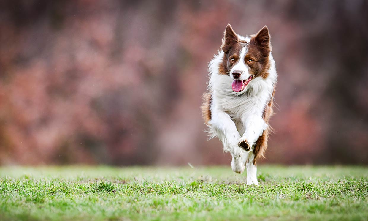 ¿Cómo enseñar a tu perro a que acuda a tu llamada?