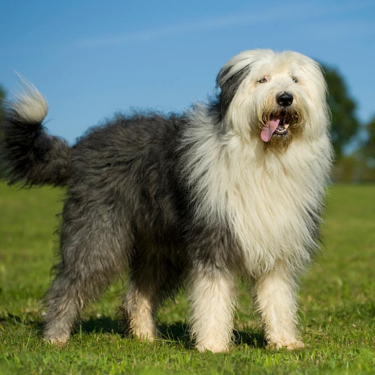 Bobtail, un perro grandullón que disfruta jugando y al que querrás achuchar