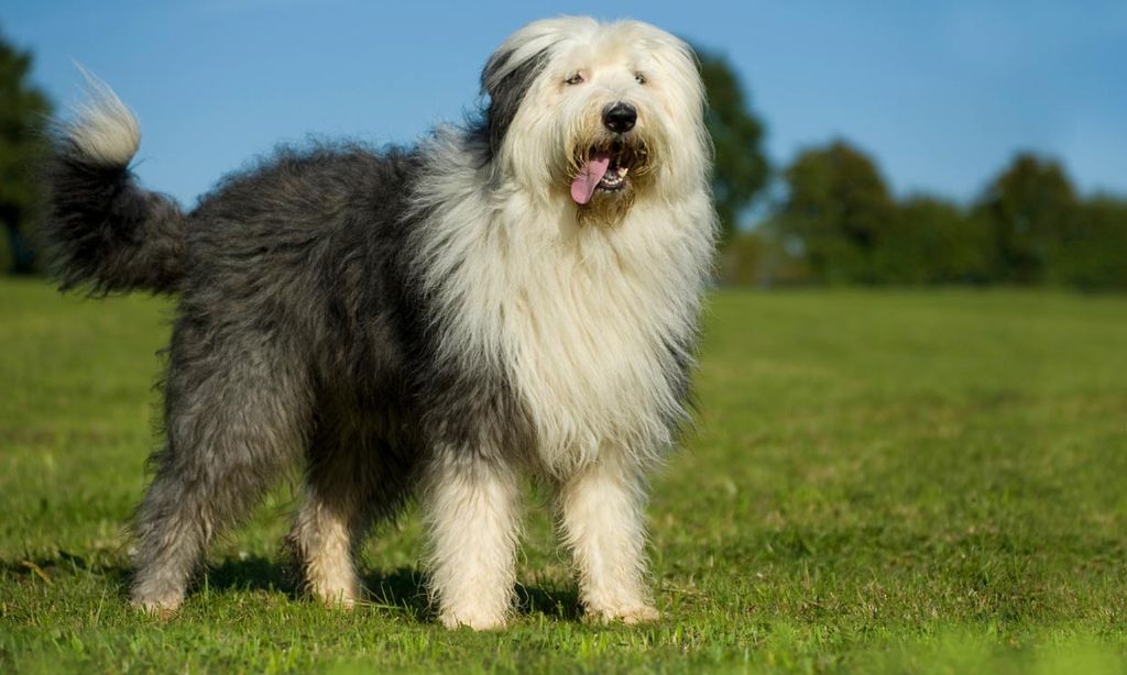 Bobtail, un perro grandullón que disfruta jugando y al que querrás achuchar