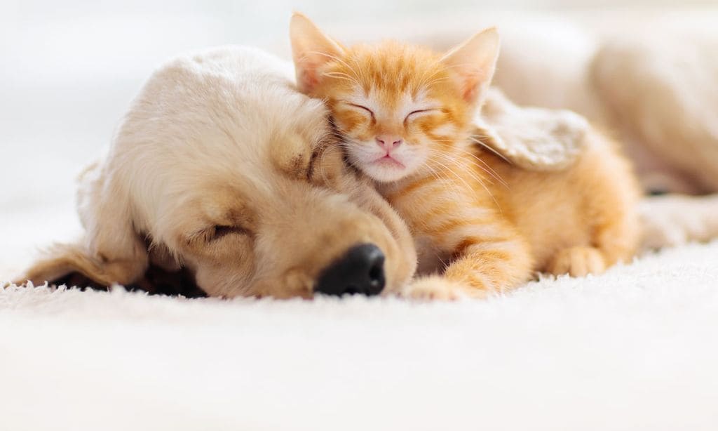 ¿Tienes ya un gato en casa y quieres una nueva mascota? Apunta estos consejos