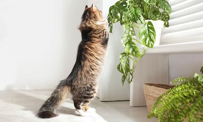 20 plantas decorativas muy tóxicas para tus mascotas