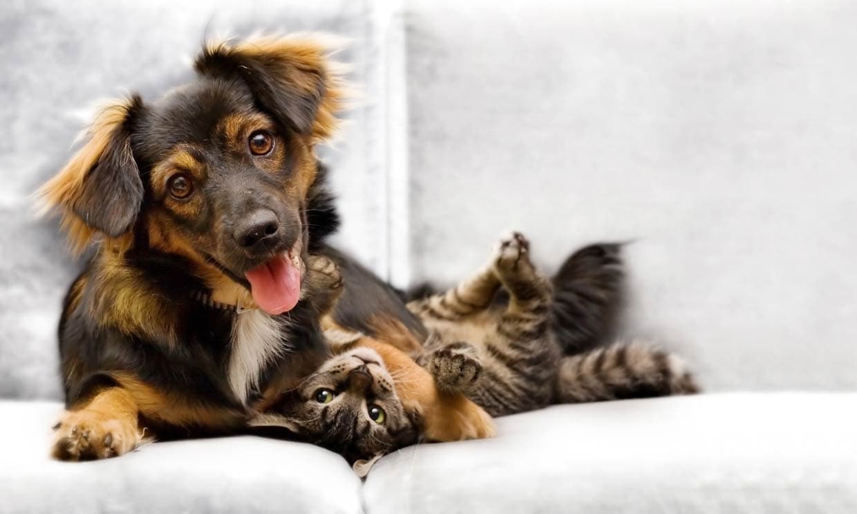 perro-gato-sofa