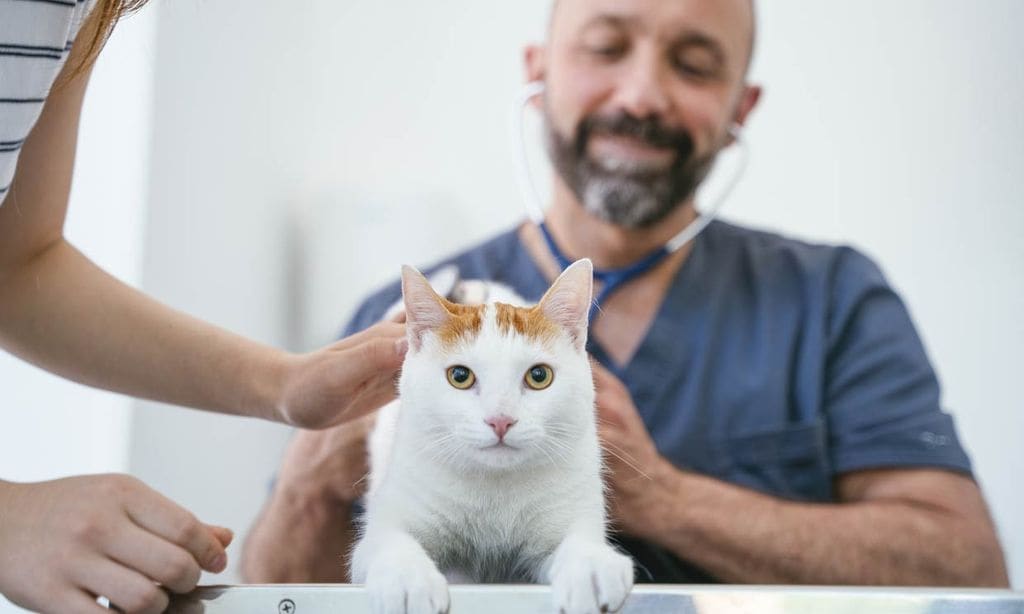 ¿A tu gato no le gusta ir al veterinario? Así puedes llevarlo con seguridad