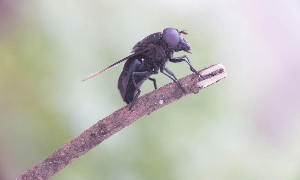 Cómo evitar la temida mordedura de la mosca negra