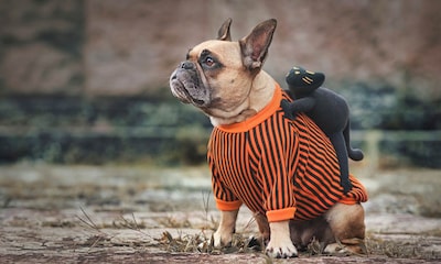 Los disfraces de Halloween más divertidos para tu mascota, ¿cuál te gusta más?