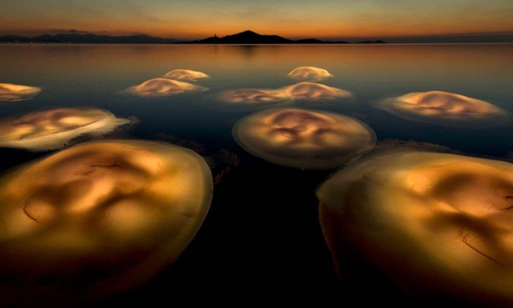 El mejor fotógrafo de la naturaleza europeo de 2021 es español