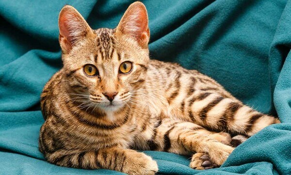 Razas de gatos: bengalí, un felino muy inteligente y dócil