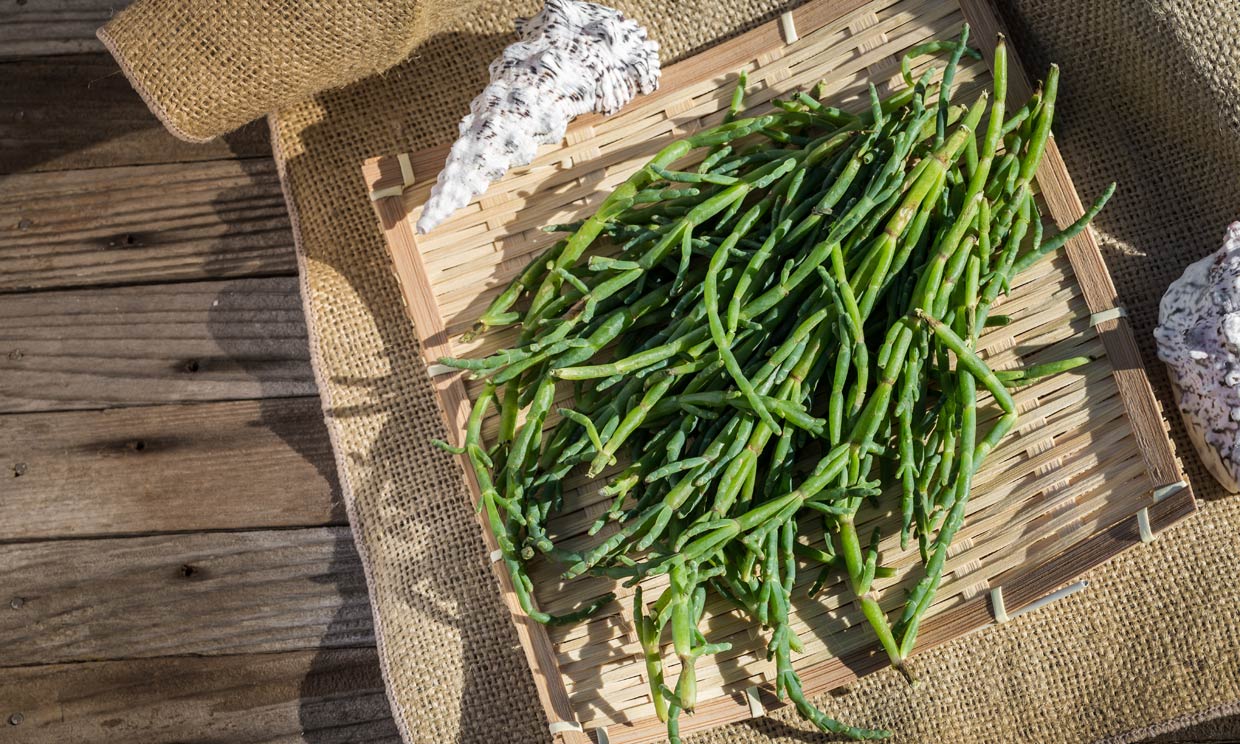 Salicornia