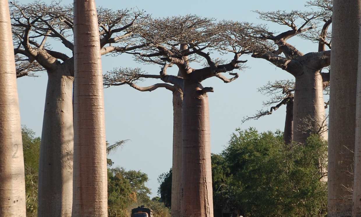 Baobab, beneficios en la salud