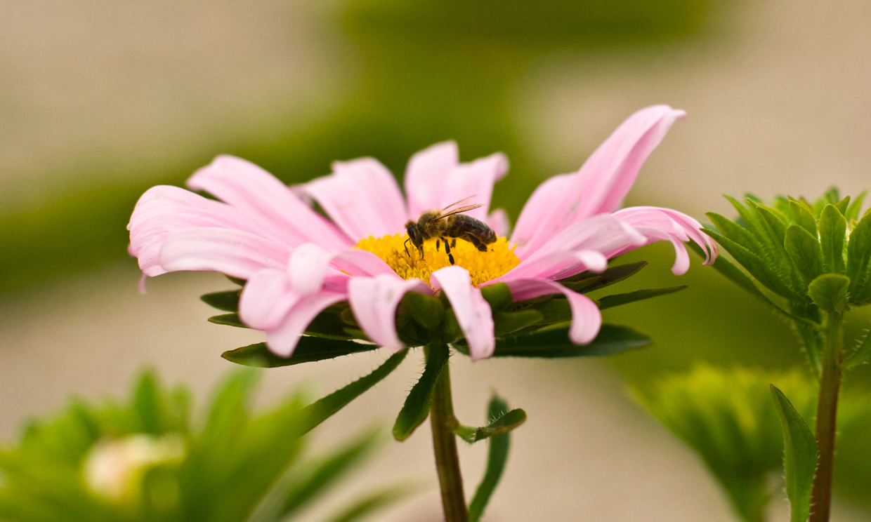 El poder de las abejas: todo lo que aporta la jalea real, el própolis, el polen ¡y hasta su veneno!