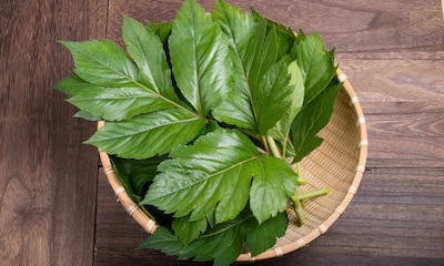 Ashitaba, la planta japonesa que mejora tu salud y alarga la vida