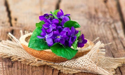 ¿Conoces las propiedades medicinales de la violeta?
