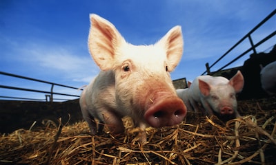 ¿Es grave el caso de gripe porcina detectada en humanos en Gran Bretaña?