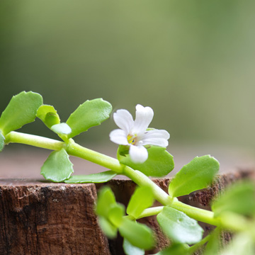 Bacopa, una planta medicinal que mejora tu memoria