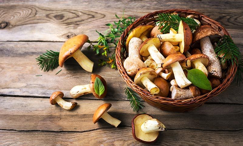Alimentos contra el cáncer: Ganoderma lucidum