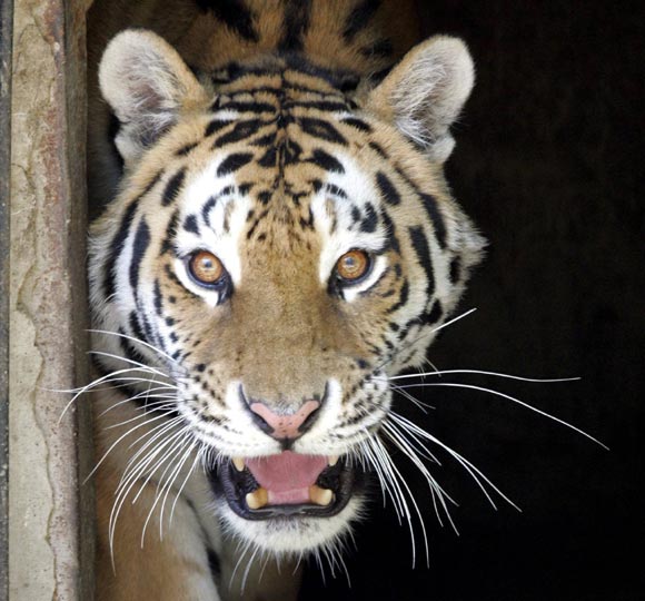 Una tigresa mata a un hombre y hiere a dos tras escaparse de su jaula en el zoo de San Francisco