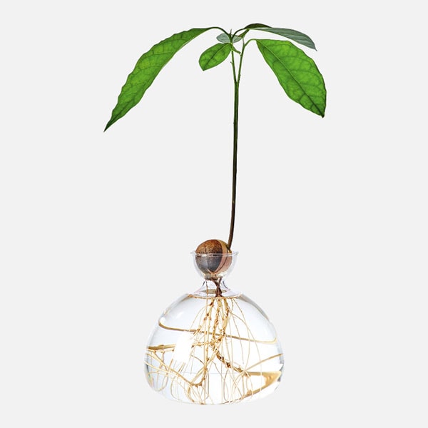 Maceta para cultivar aguacate