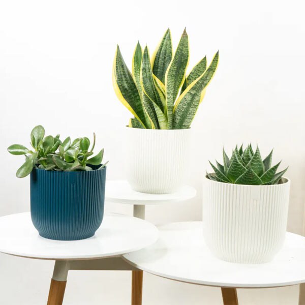 Plantas (aunque sean minis)