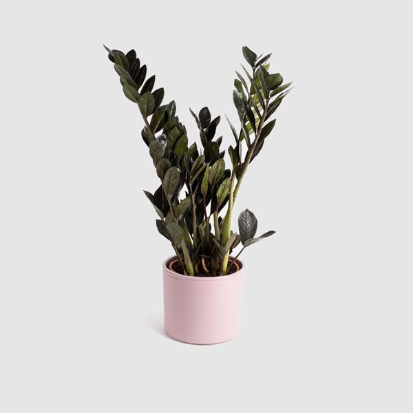 Decora las estancias con plantas verdes