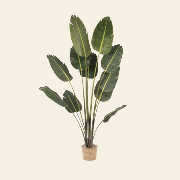 El toque vegetal para una jungla urbana