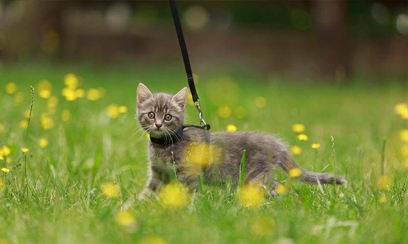 Gato paseando con correa