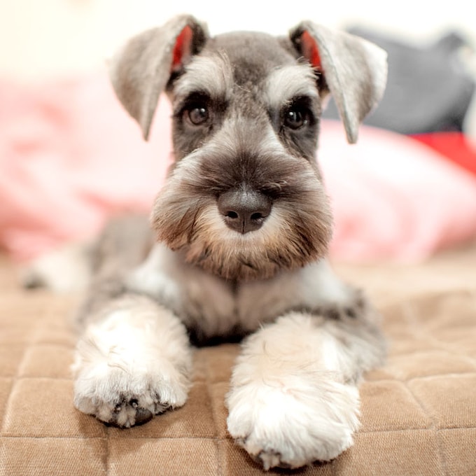¡Descubre las 10 mejores razas de perro si vives en un piso pequeño!