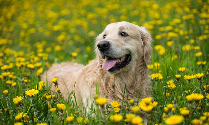 Los mejores cuidados para tu cachorro golden retriever