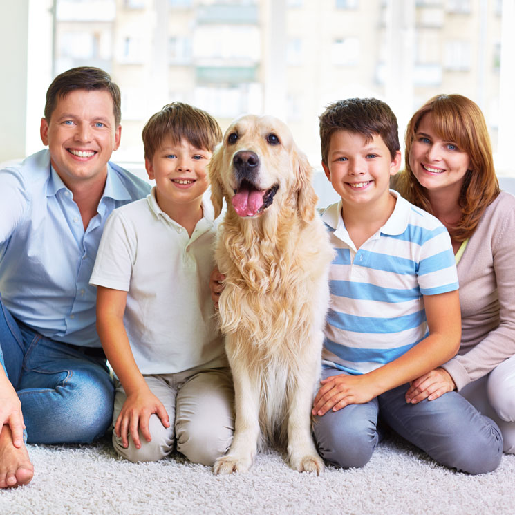 Cuatro claves que hacen del golden retriever el mejor perro para tener en familia