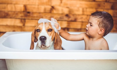 ¿Cada cuánto tiempo puedo bañar a mi perro?
