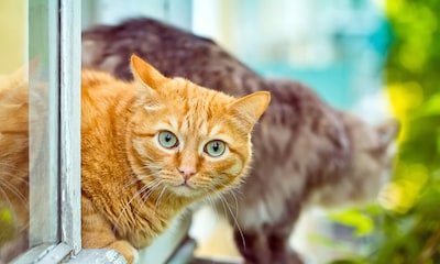Cuatro remedios caseros para eliminar el olor a orina de gato