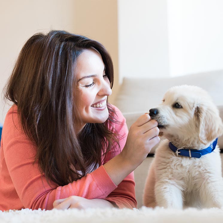 Cómo saber si eres un buen dueño para tu perro