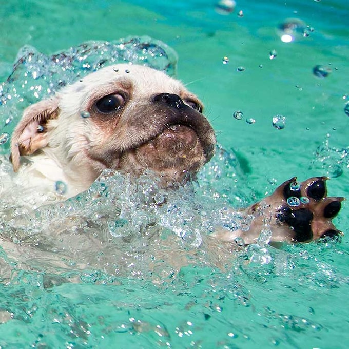 ¿Sabes qué es la hidroterapia para perros?